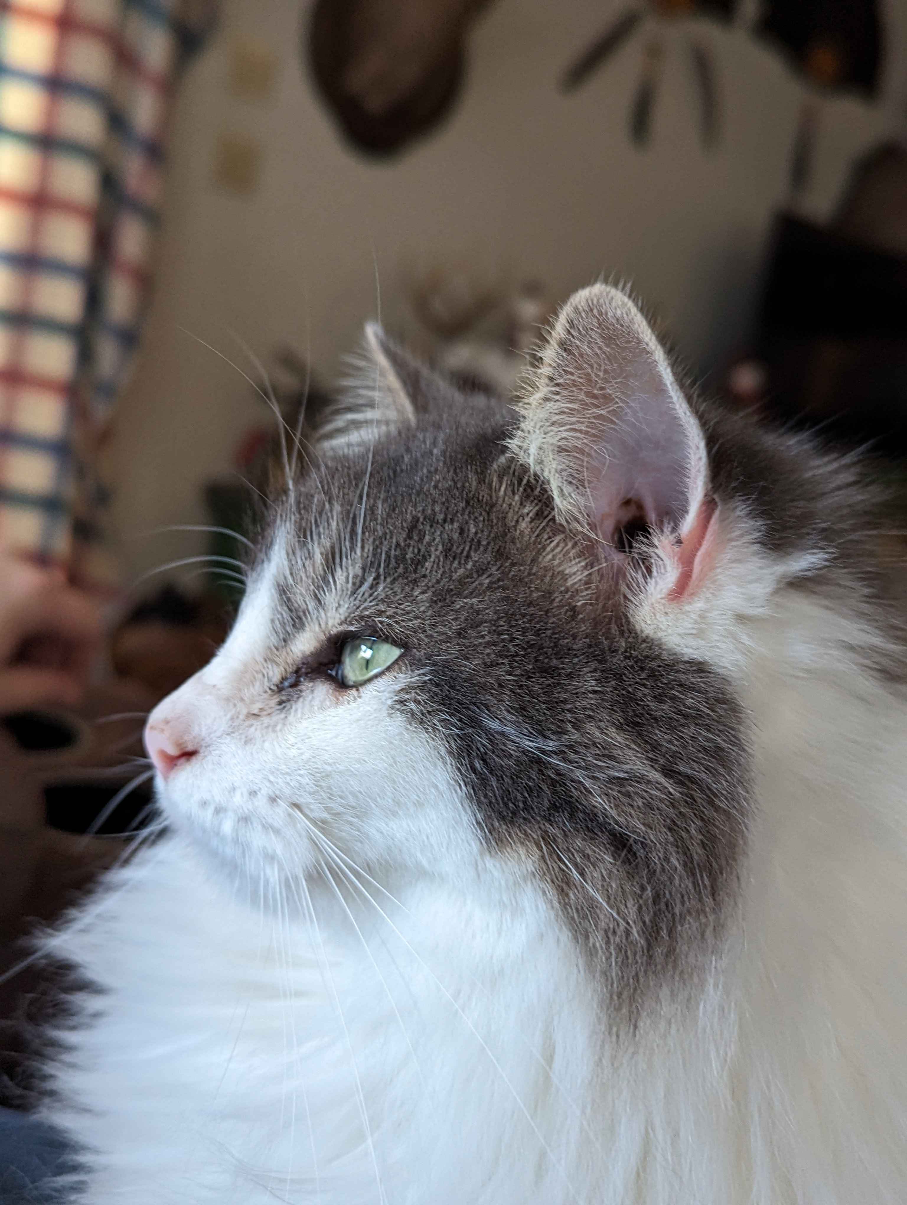 A white and brown cat looking out of a window