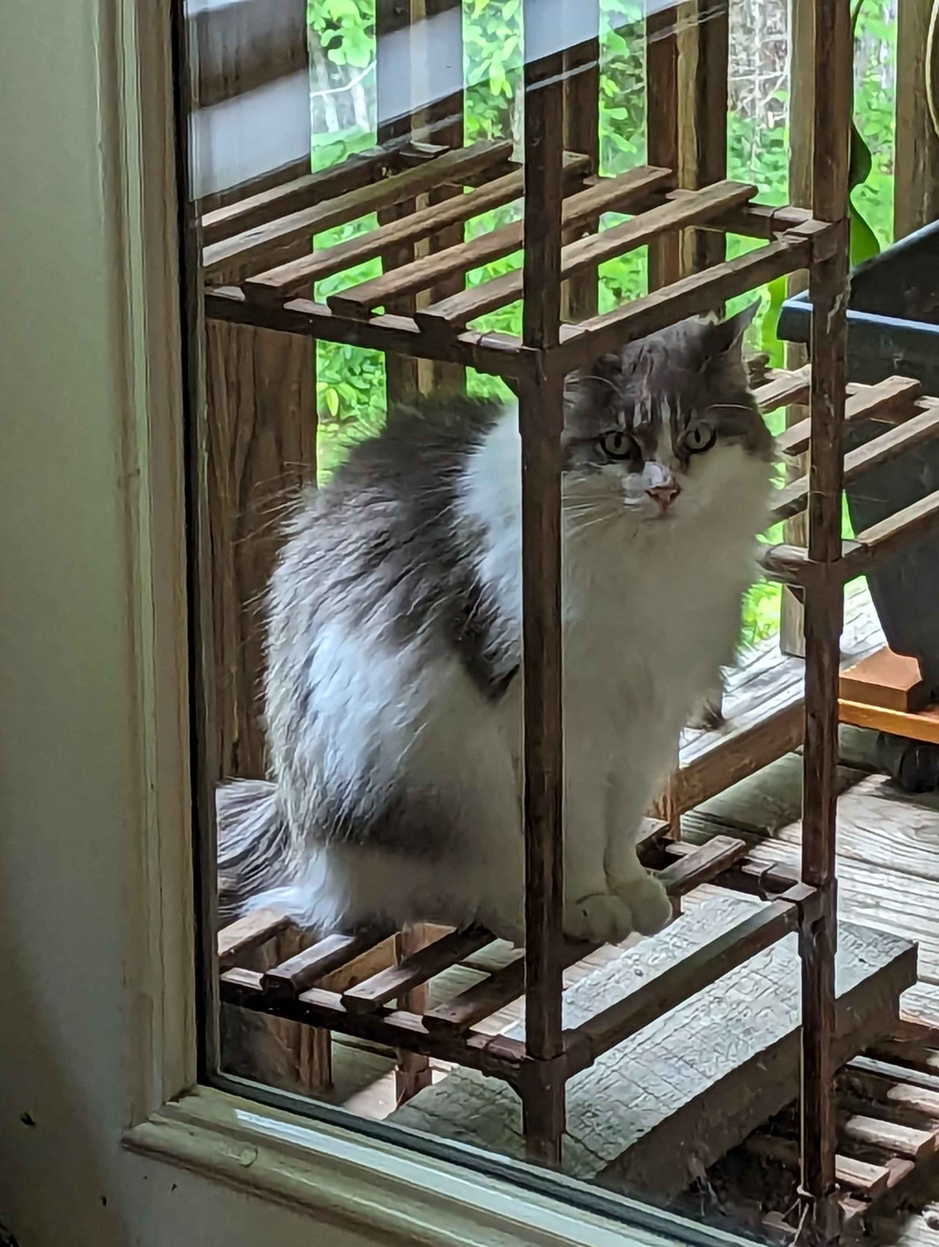 A white and brown cat sitting in a some sort of wooden trellis